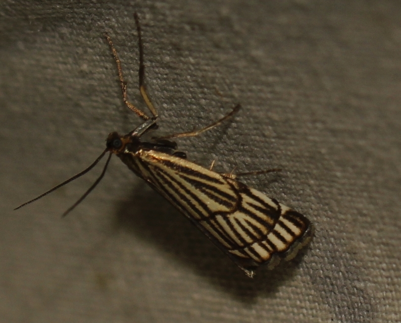 Chrysocramboides craterella - rácsos fűgyökérmoly