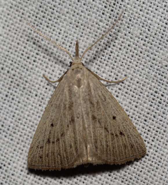 Macrochilo cribrumalis - csontszínű karcsúbagoly