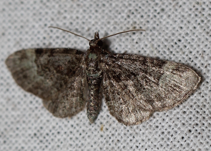 Pasiphila rectangulata - almavirág-araszoló