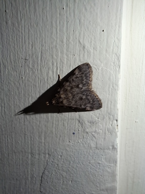 Aglossa pinguinalis - zsiradékmoly