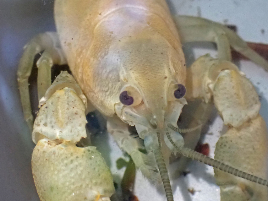Crustacea - Rákok