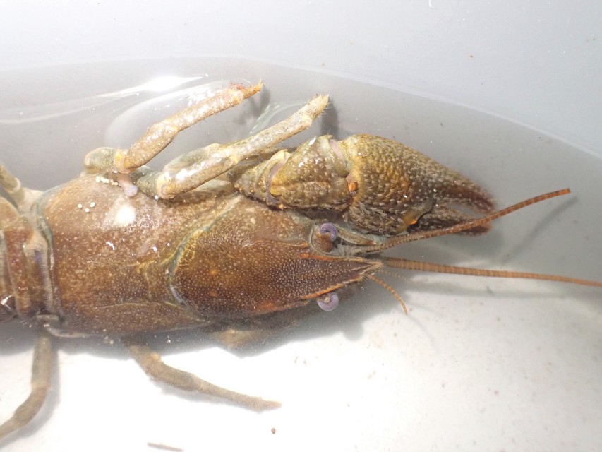 Crustacea - Rákok