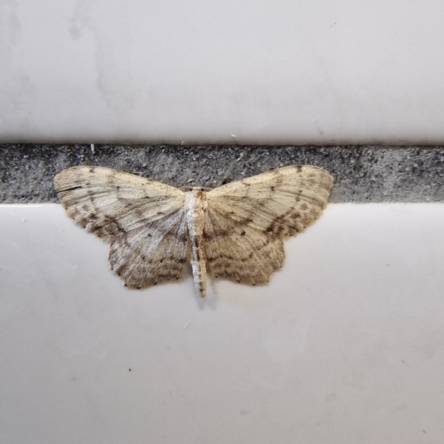 Idaea dimidiata - gyakori apróaraszoló