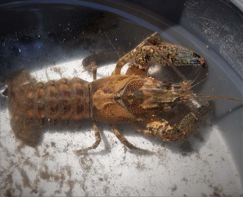 Crustacea - Rákok
