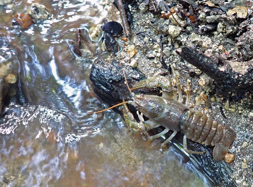 Crustacea - Rákok