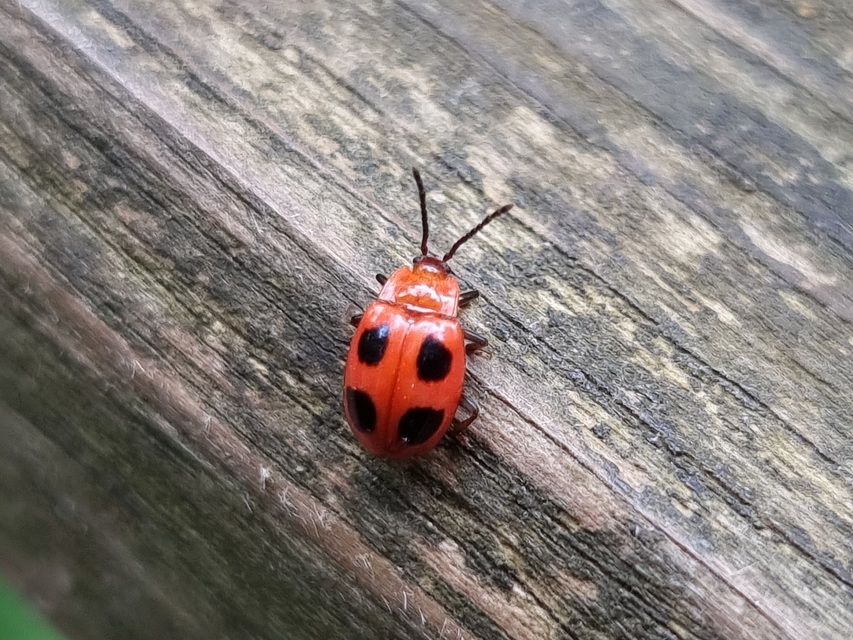 Endomychus coccineus - négypettyes álböde