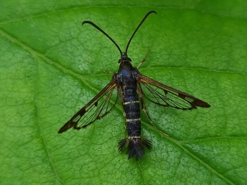 Synanthedon tipuliformis - ribizkeszitkár