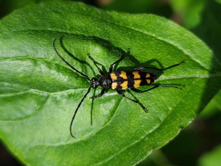 Leptura quadrifasciata - feketeszőrű szalagoscincér