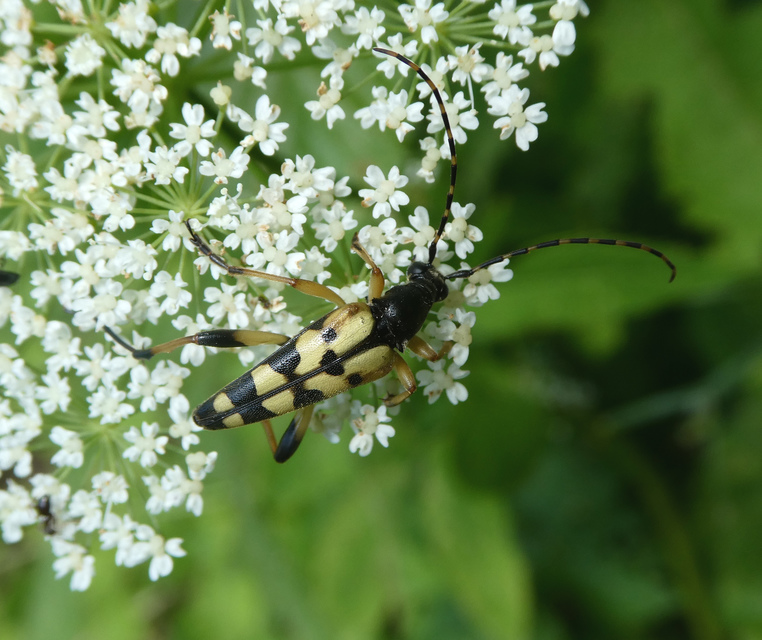 Rutpela maculata - tarkacsápú karcsúcincér