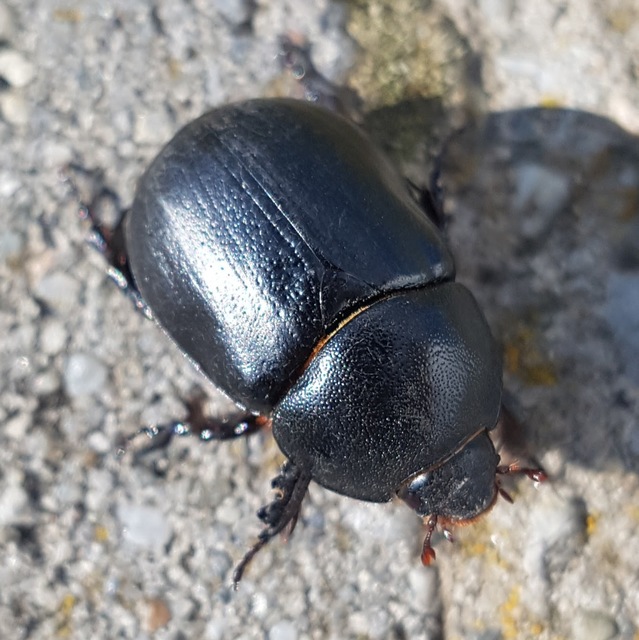 Pentodon idiota - butabogár