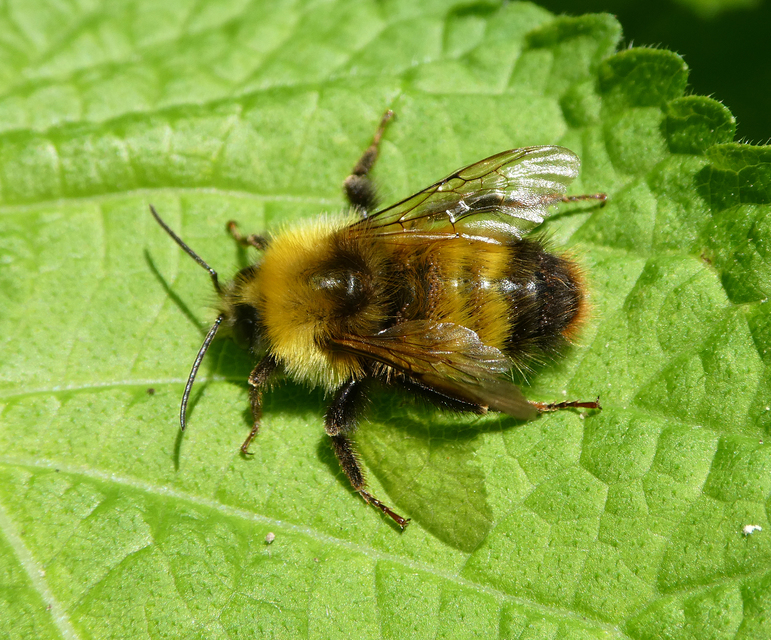 Bombus haematurus - mediterrán poszméh