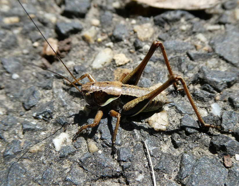 Pholidoptera aptera - nagy avarszöcske