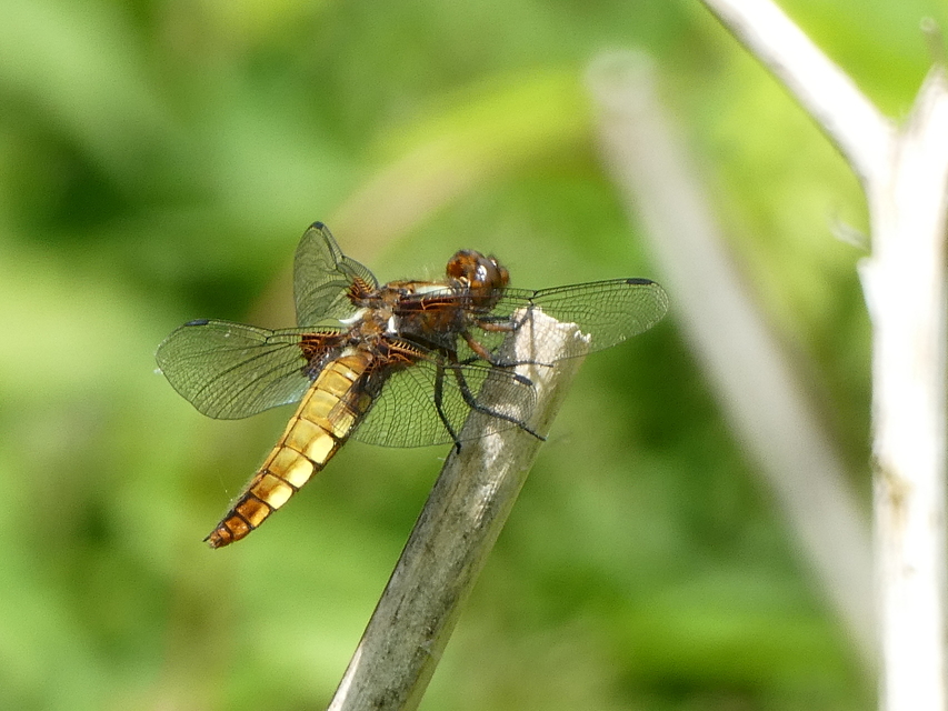 Libellula depressa - széles laposacsa