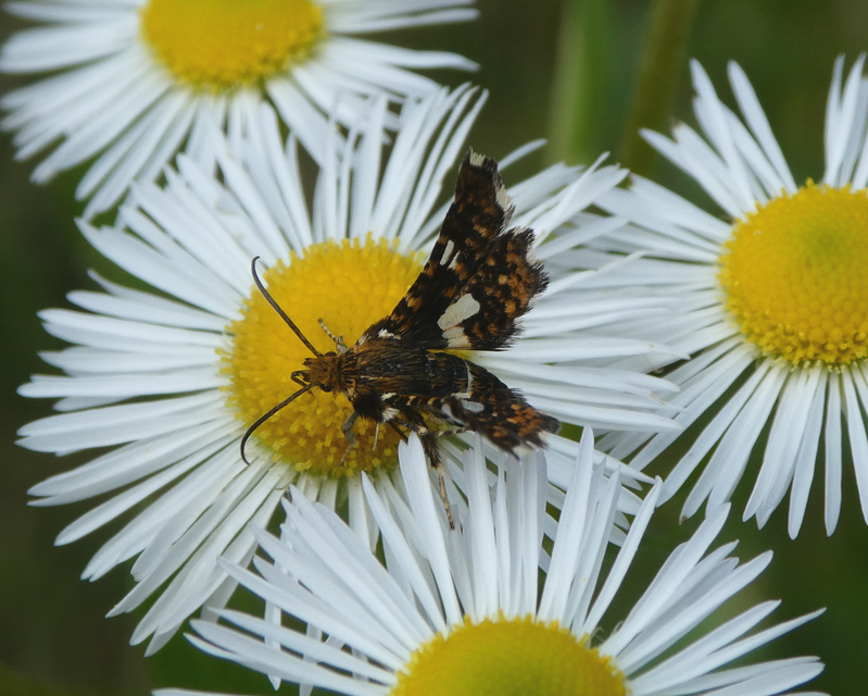 Thyris fenestrella - gyakori ablakosmoly