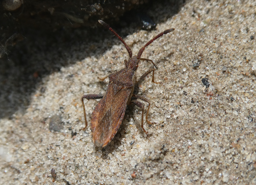 Coriomeris