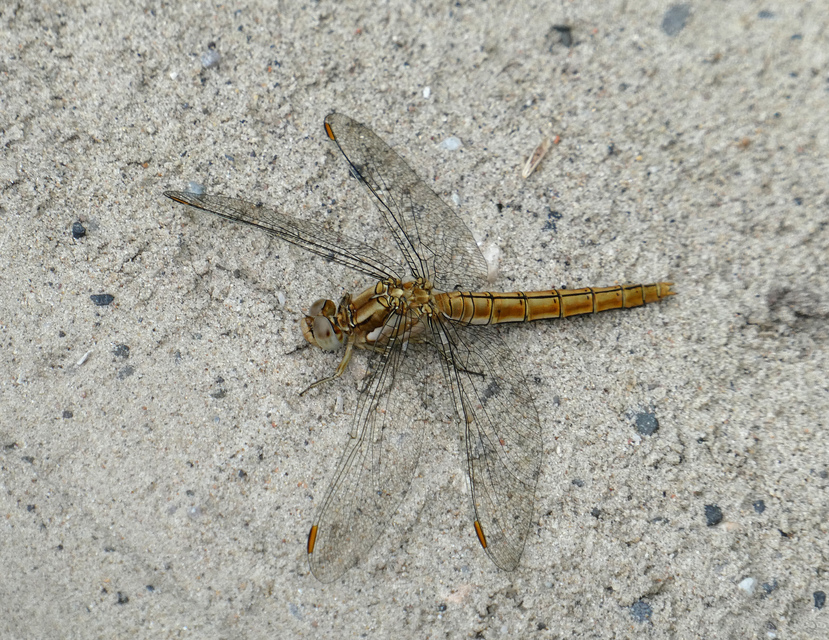 Orthetrum brunneum - pataki pásztorszitakötő