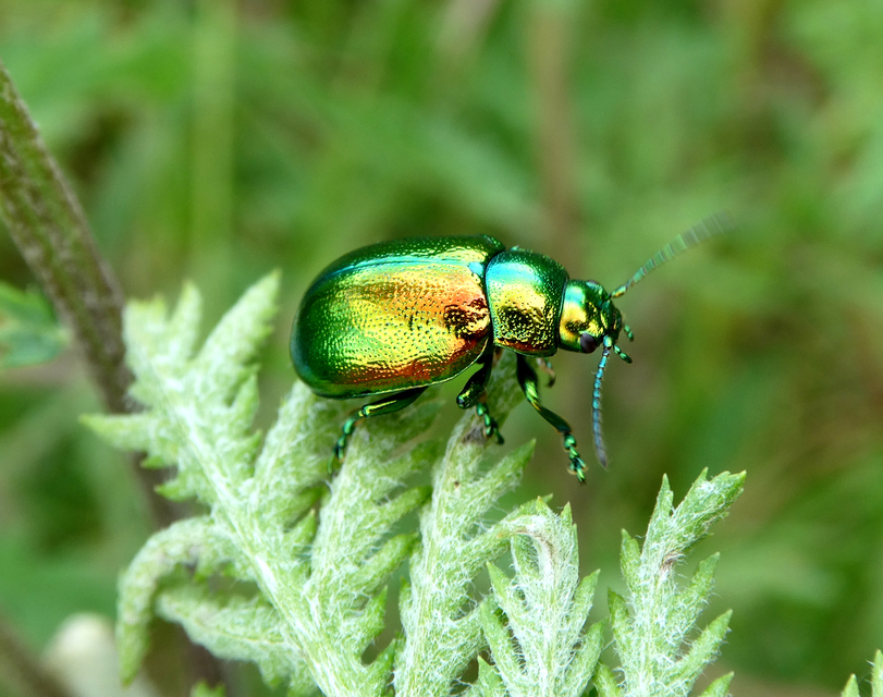 Chrysolina graminis - zöld varádicslevelész