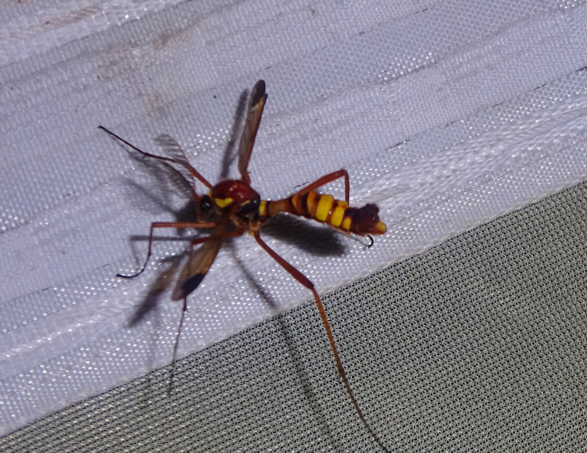 Ctenophora ornata - sárga fésűsszúnyog
