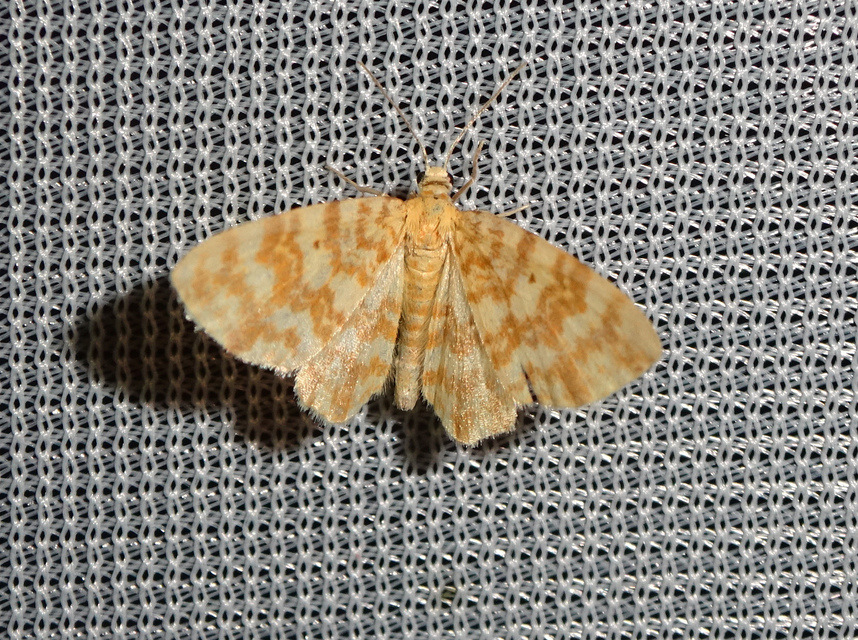 Hydrelia flammeolaria - narancssárga araszoló
