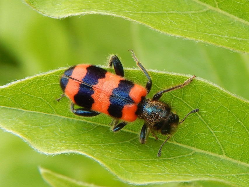 Trichodes apiarius - szalagos méhészbogár