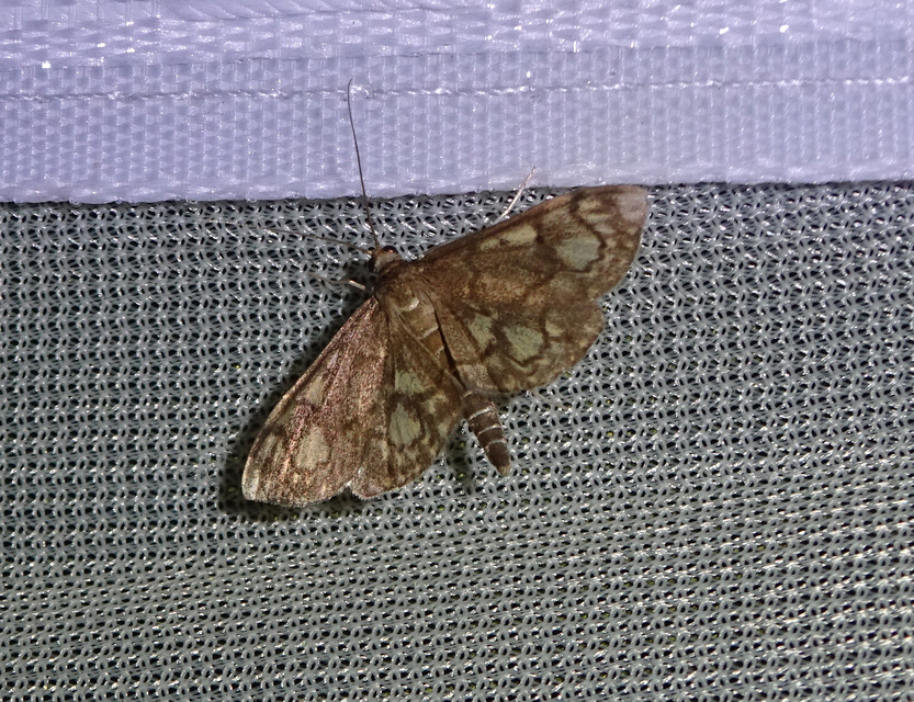 Anania coronata - koronás dudvamoly