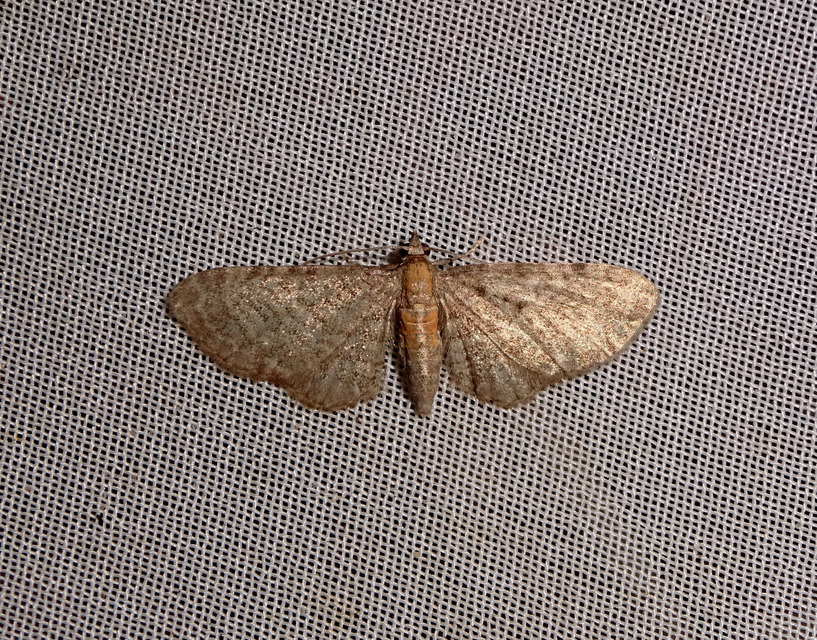 Eupithecia haworthiata - rozsdástestű törpearaszoló