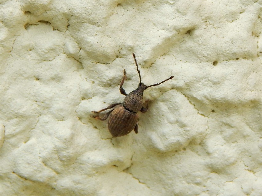 Otiorhynchus raucus - molyhos gyalogormányos