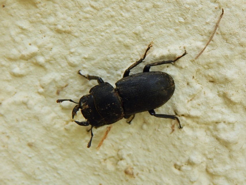 Dorcus parallelipipedus - kis szarvasbogár