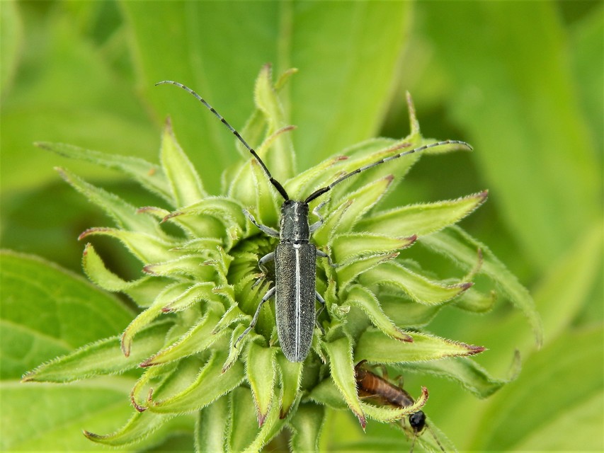 Agapanthia cardui - sávos bogáncscincér