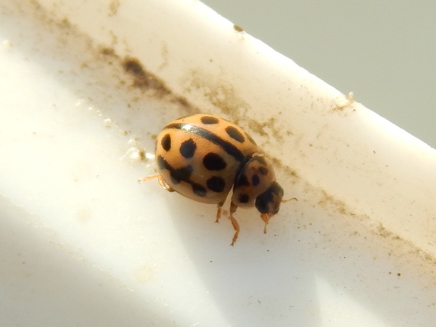 Tytthaspis sedecimpunctata - tizenhatpettyes katica