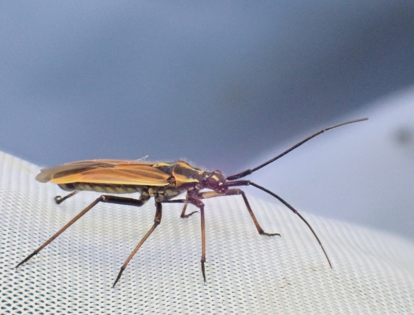 Leptopterna dolabrata - közönséges mezeipoloska