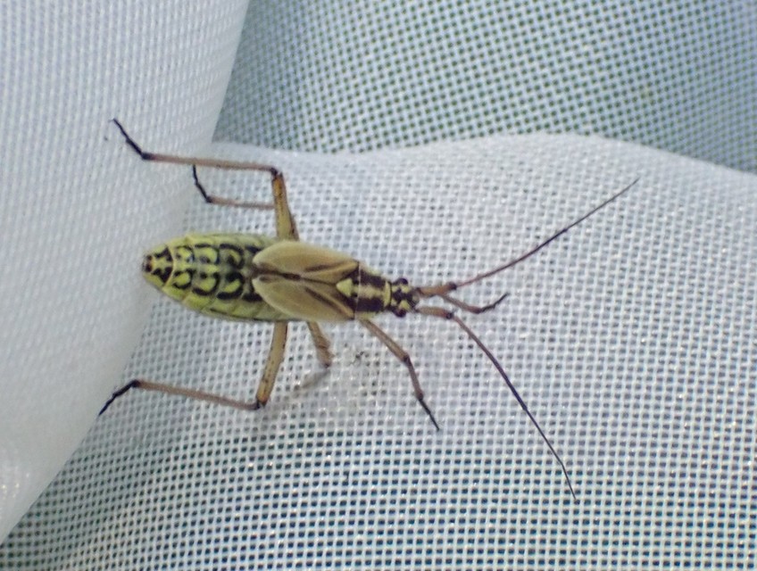 Leptopterna dolabrata - közönséges mezeipoloska