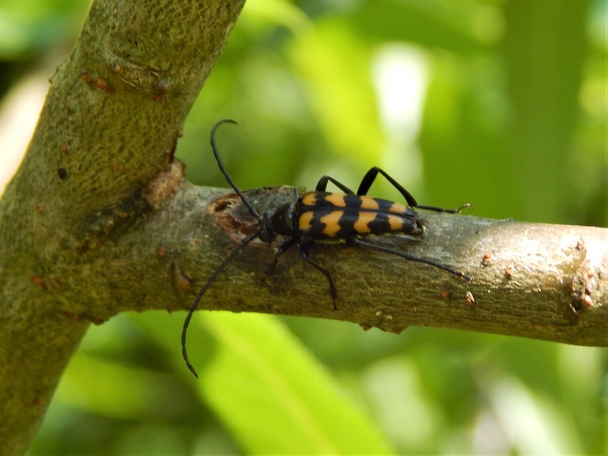 Leptura quadrifasciata - feketeszőrű szalagoscincér