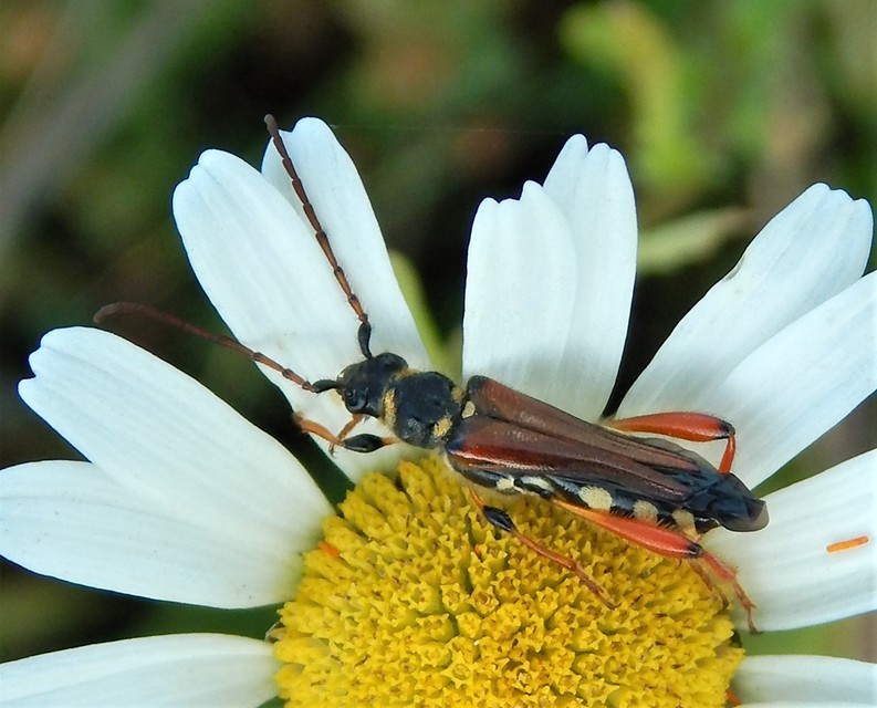 Stenopterus rufus - tarkacsápú keskenyfedőscincér