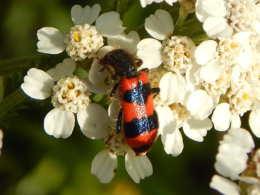 Trichodes apiarius - szalagos méhészbogár