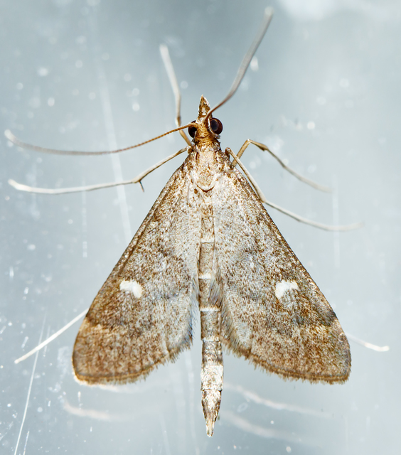 Dolicharthria punctalis - hosszúlábú tűzmoly