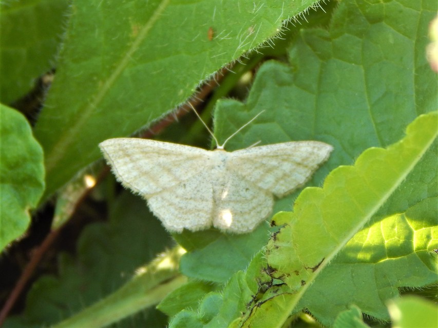 Scopula virgulata - vesszős sávosaraszoló