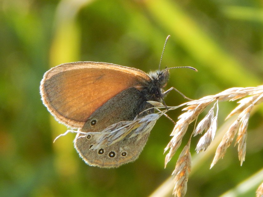Coenonympha glycerion - közönséges szénalepke