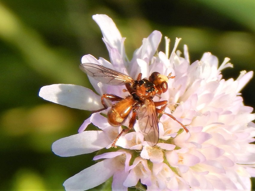 Diptera - Kétszárnyúak
