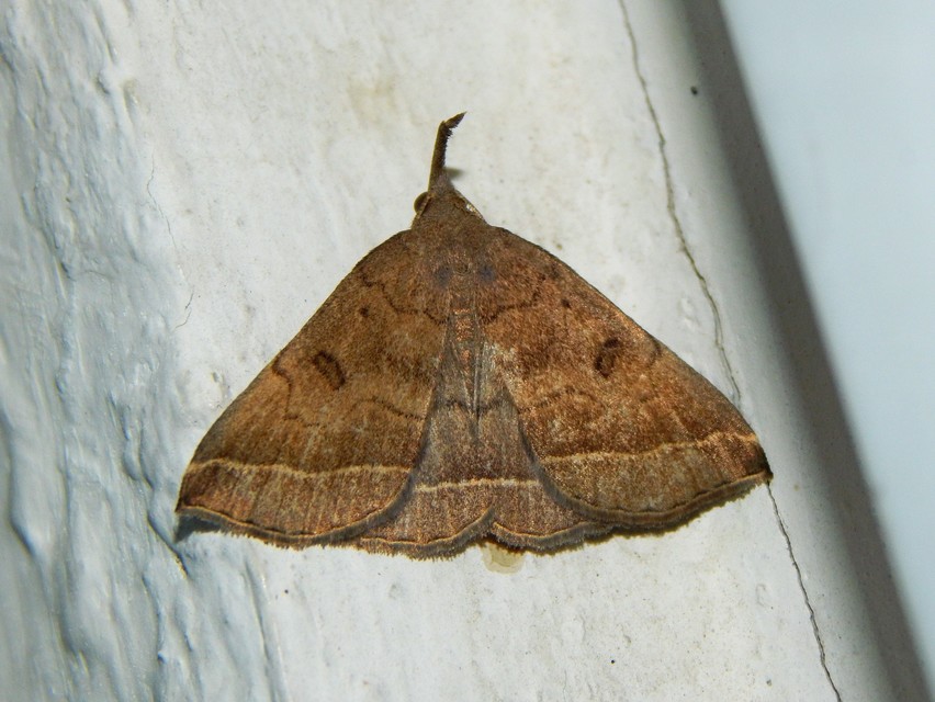 Pechipogo plumigeralis - tollascsápú karcsúbagoly