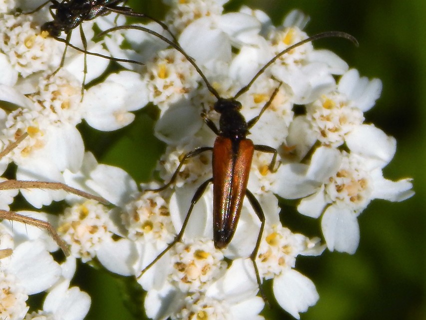 Stenurella melanura - feketevégű karcsúcincér