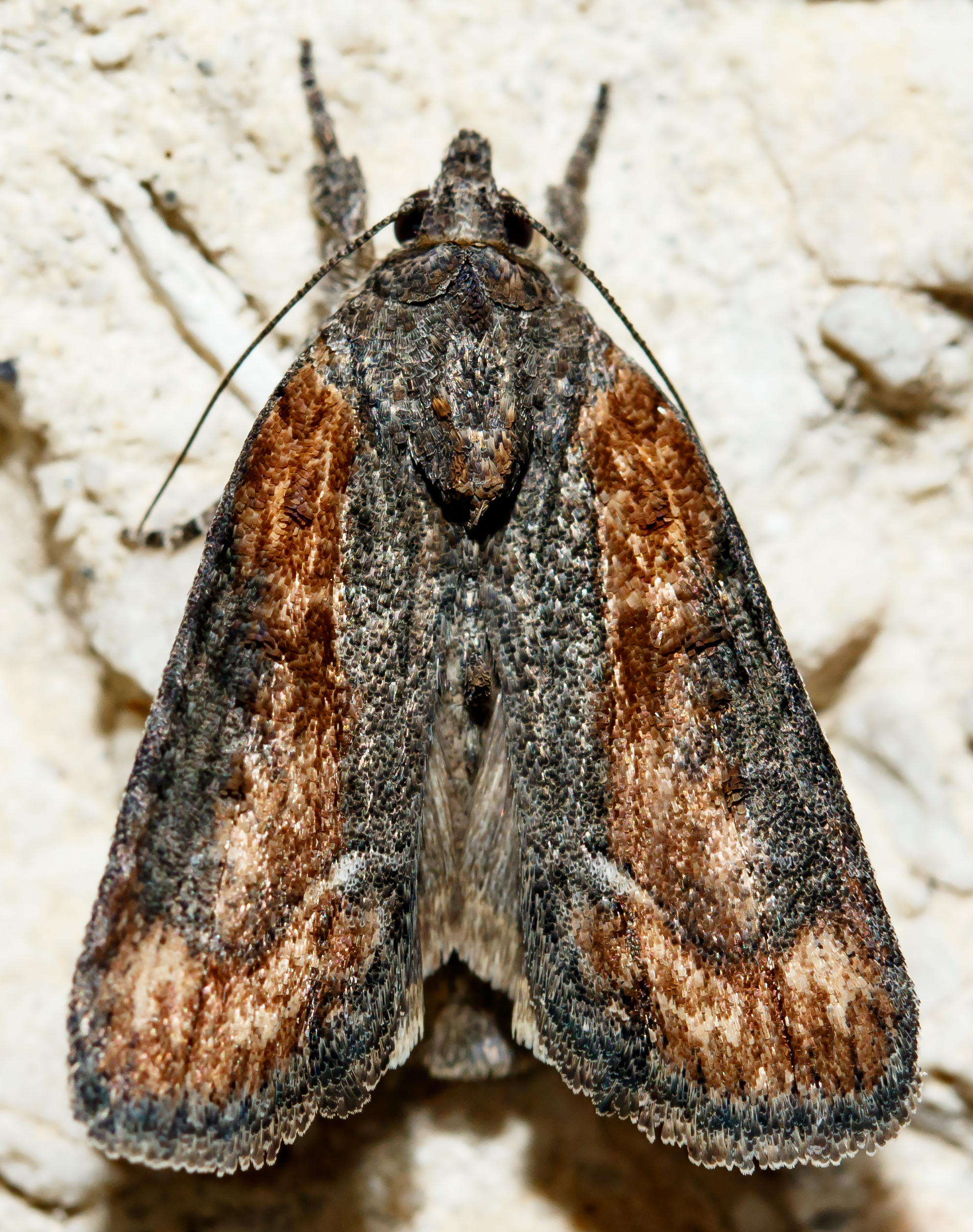 Bryophila raptricula/felina
