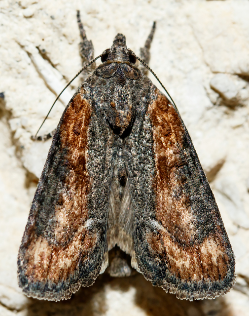 Bryophila raptricula/felina