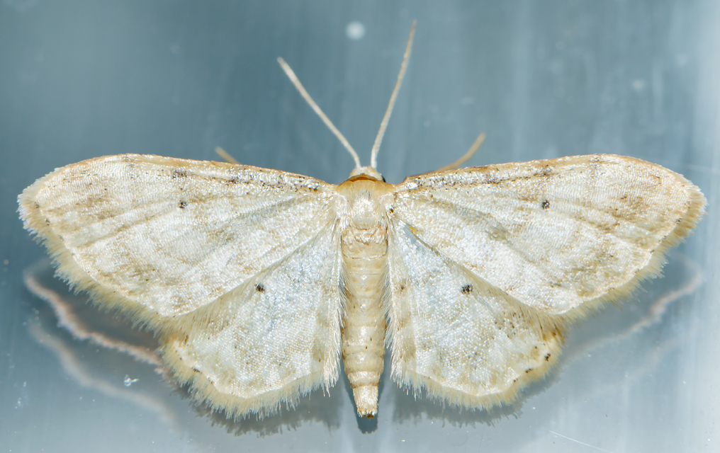 Idaea fuscovenosa - szürkeszélű apróaraszoló