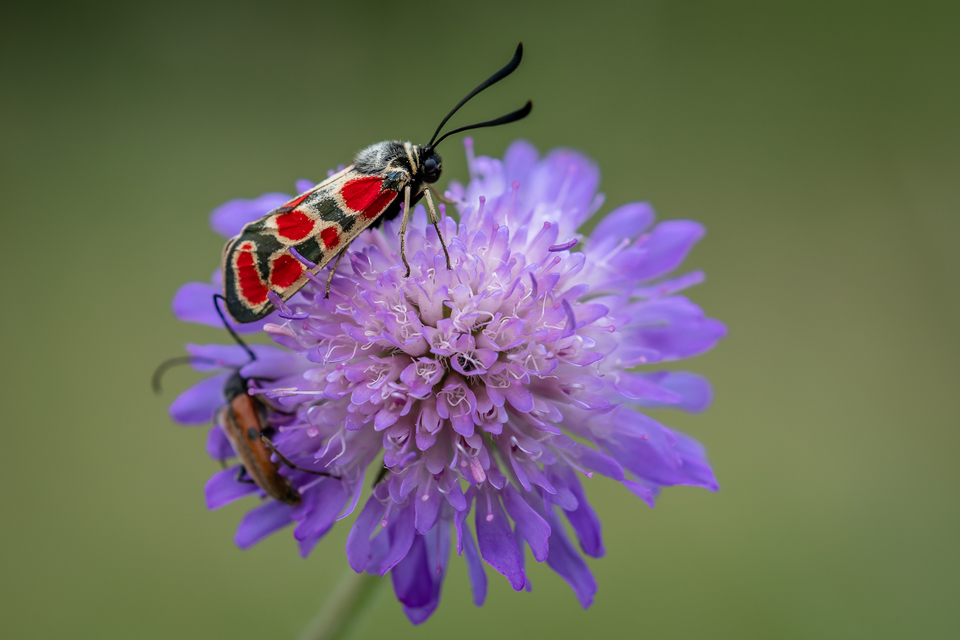 Zygaena carniolica - fehérgyűrűs csüngőlepke