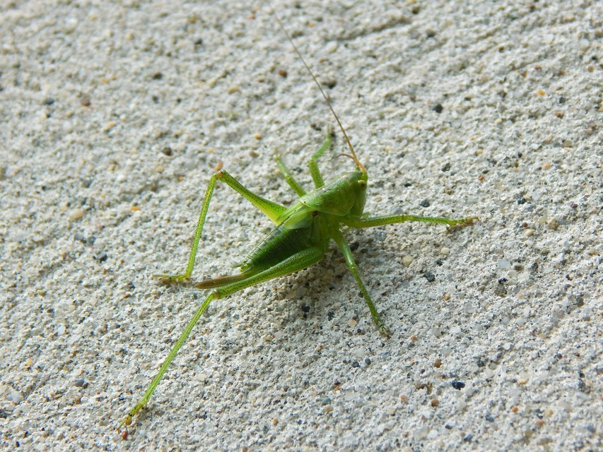 Tettigonia