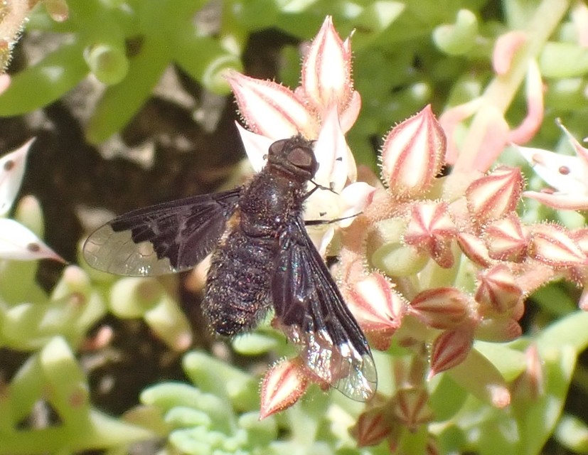 Hemipenthes morio - közönséges gyászlégy