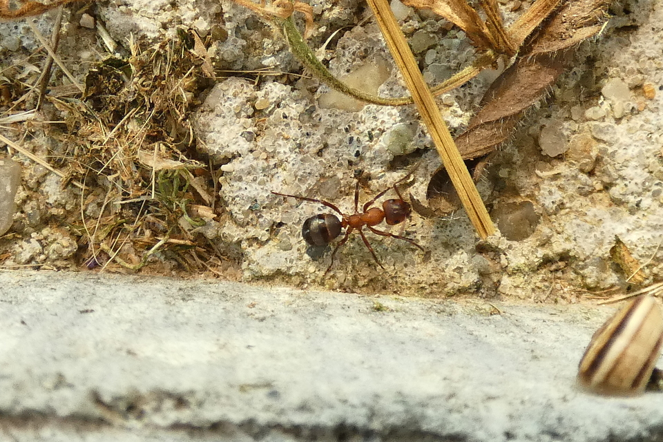 Formica sanguinea - vérvörös rablóhangya