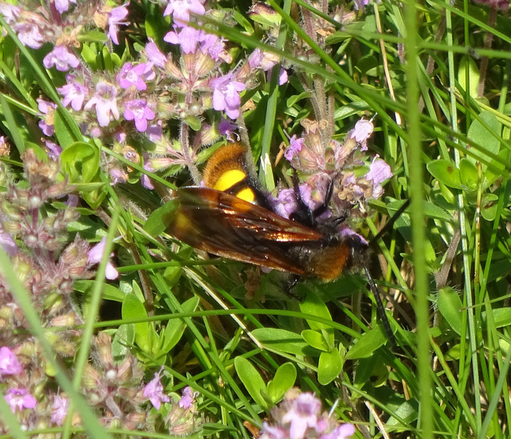 Megascolia maculata - óriás-tőrösdarázs