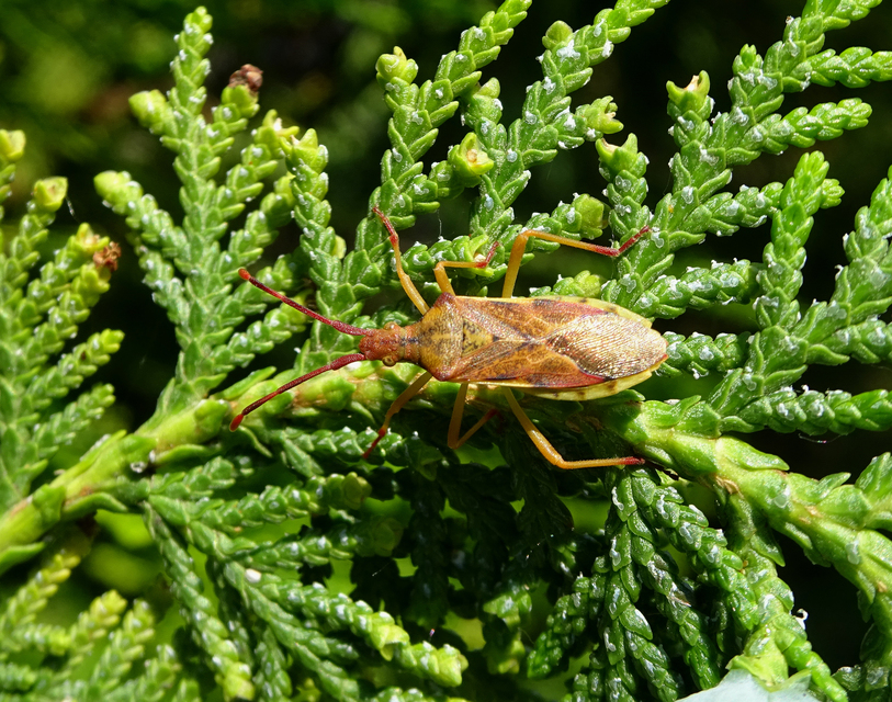Gonocerus juniperi - boróka-karimáspoloska